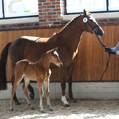 Filly by Naldo out of Arena Levina by Lordanos - Continue | Breeder: Siegfried Rempe, Garrel (Germany)