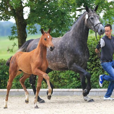 Colt by Naldo out of Lady\'s Core by Corlensky - Landor S  | Breeder: Gerd Sosath, Lemwerder (Germany)
