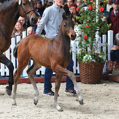 Colt by Naldo out of Sandora K by Landor S - Ramiro | Breeder: Gerd Sosath, Lemwerder (Germany)