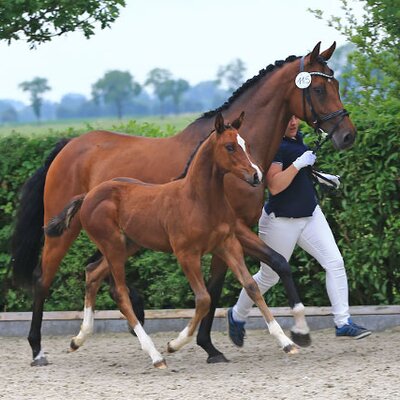 Colt by Naldo - Clinton I - Pablo | Breederer: Christian Köllmer, Hemsloh (Germany)
