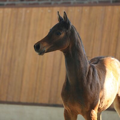Colt by Naldo out of Sandora K by Landor S - Ramiro | Breeder: Gerd Sosath, Lemwerder (Germany)