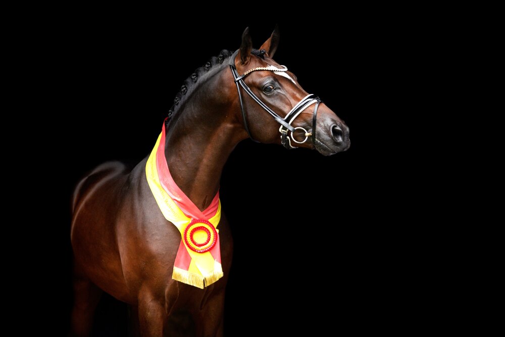 Neverland WE by FS Numero Uno out of Sophia by Champus K -Dressman I | Breeder: Reinhard Kramer, Lathen  