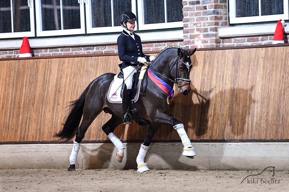 Neverland WE by FS Numero Uno out of Sophia by Champus K -Dressman I | Breeder: Reinhard Kramer, Lathen 