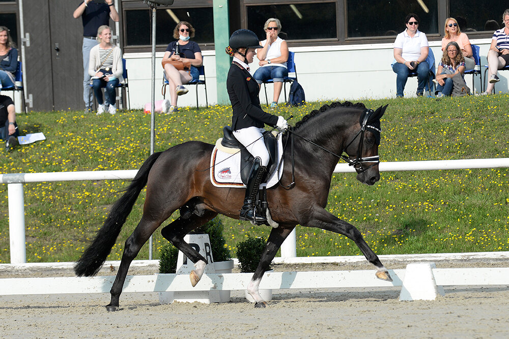 Neverland WE von FS Numero Uno aus der Sophia von Champus K -Dressman I | Züchter: Reinhard Kramer, Lathen 