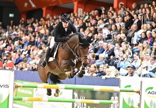 Ogano von Ogano Sitte aus der Jamaica van de Beemden von Diarado - Cantus | Züchter: Willy Hendrix, Belgien