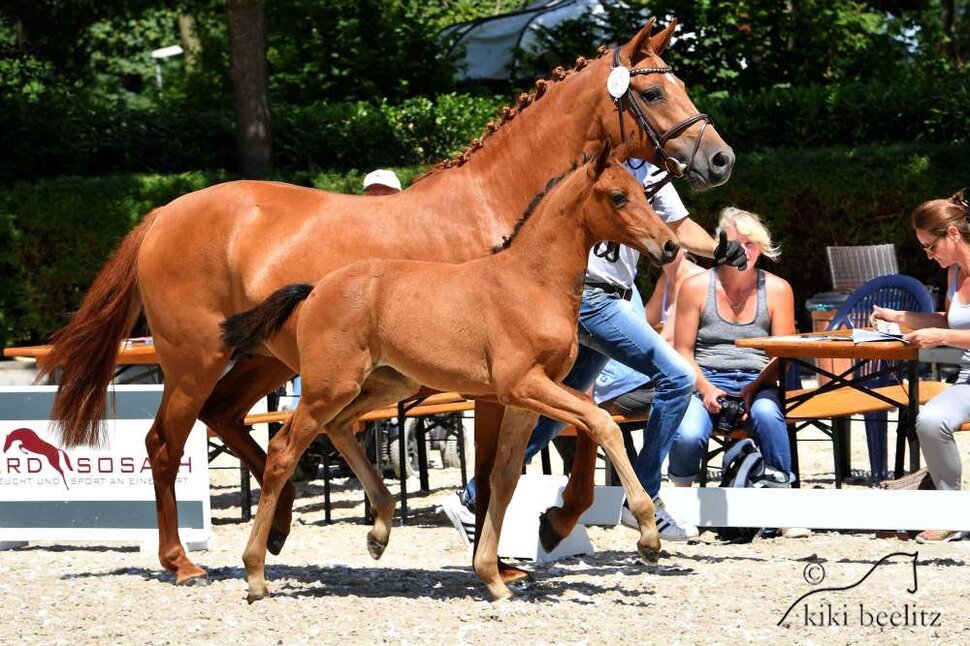 Filly by Ogano out of Lady Catokia by Catoki x Landor S | Breeder: Gerd Sosath, Lemwerder