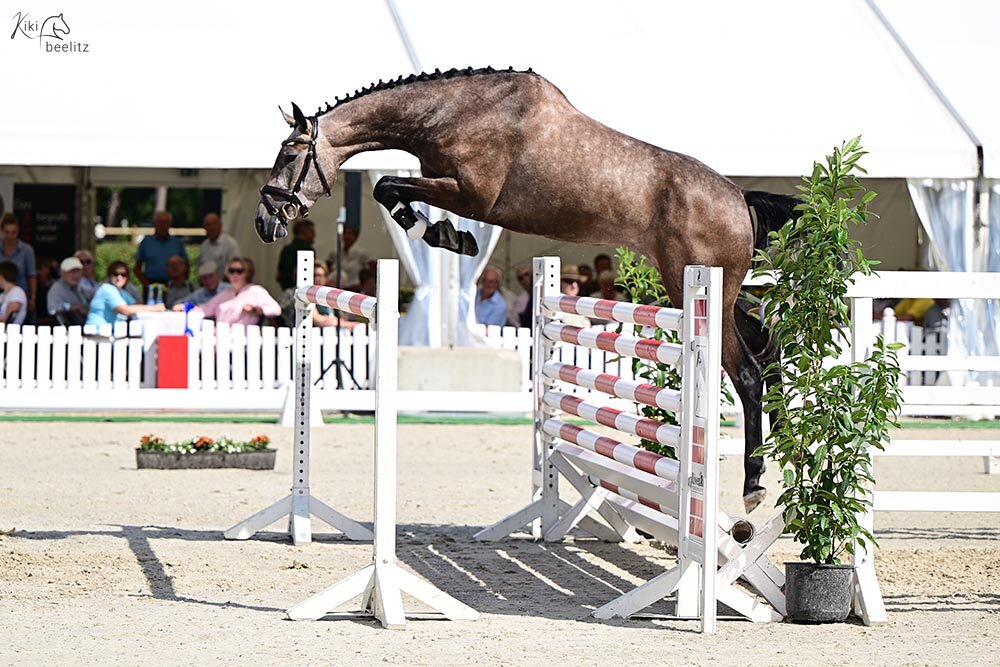Hannoveraner Siegerstute Olympia von Ogano x Diacontinus | Z.: Enrico Messelis Foto: Kiki Beelitz