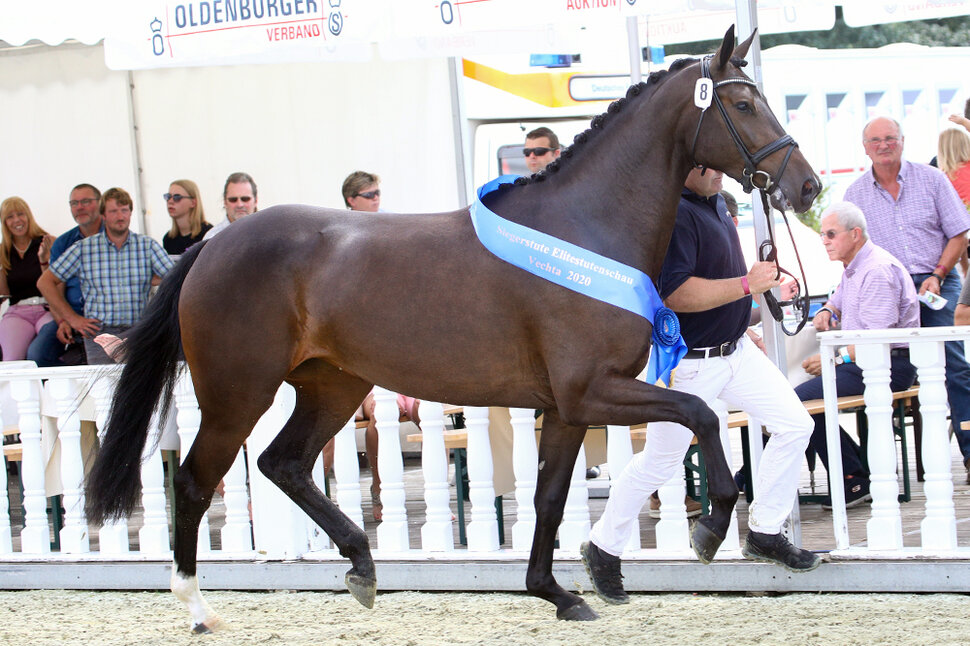 OS Champion mare Only you by Ogano out of Sunshine's Botox by Balou du Rouet x Lord Liberty | Breeder: Katja Schwierking, Barver 