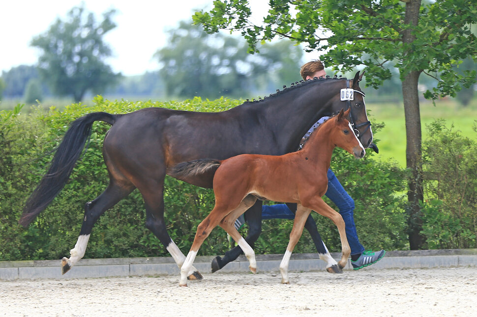 Filly by Ogano out of Carbina by Contendro I - Grannus | Breeder: Günter Wolff, Kirchhatten (Germany)