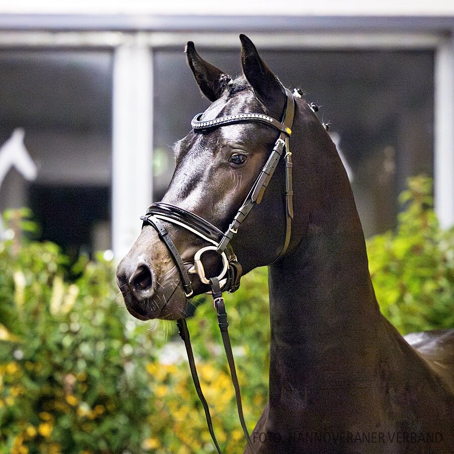 Junghengst von Ogano - Contendro - Eiger I | Züchter: Karl-Heinz Engel, Garbsen