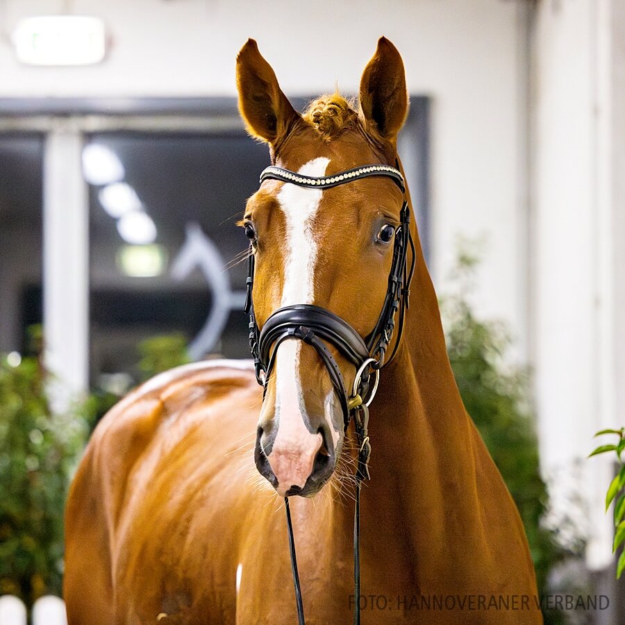 Junghengst von Ogano - Balou du Rouet - Stakkato | Züchter: Jochen Meyer, Freiburg