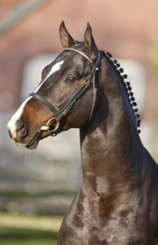 Olympic Fire by Odermus R out of Tolinda by C-Indoctro &#8211; Voltaire | Breeder: Jeroen H.J. Jansman, Netherlands