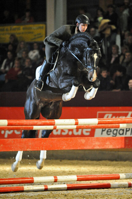 Olympic Fire by Odermus R out of Tolinda by C-Indoctro &#8211; Voltaire | Breeder: Jeroen H.J. Jansman, Netherlands