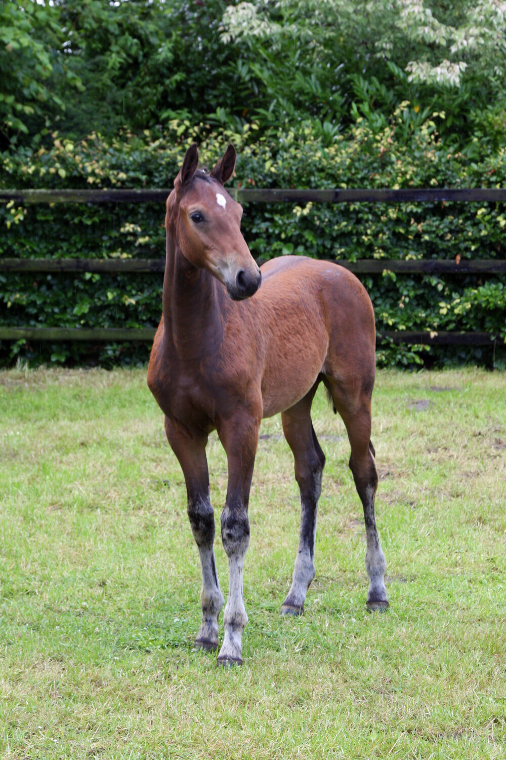 Quantico by Quaid out of Lyscha by Landor S x Argentinus | Breeder: Gerd Sosath