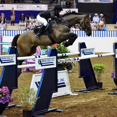 Quickie von Quality aus der Shira von Sergeant Pepper I - Winston | Züchter: Enno und Gerd Claußen, Edewecht