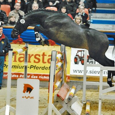 Gekörter Hengst Question of Honour von Quality aus der Queen P von Quattro B - Restorator | Züchter: Pfitzmann GbR, Löwenberger Land