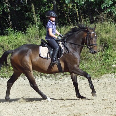 Qualito von Quality - Graf Remus - Emigrant | Züchter: Dirk Meiners, Ganderkesee