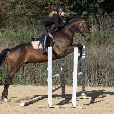 Quero von Quality - Landor S - Hill Farmer xx | Züchter: Dirk Meiners, Ganderkesee