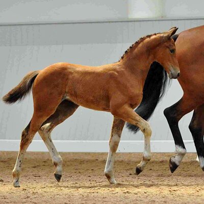 Stutfohlen von Quality 