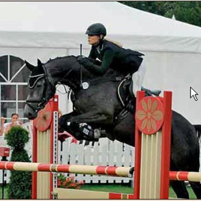 Erfolgreich in Jungpferdeprüfungen: Qui Tomba *2006 von Quality aus der Dame Z von Daimler - Calypso | Züchterin: Barbara Kuchenbuch, Warburg