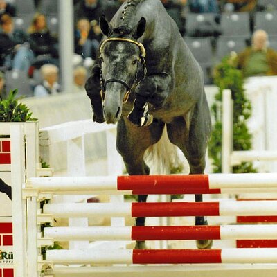 Gekörter Hengst von Quality aus der Celina von Calido I - Alonso | Züchter: Eckhard Lampe, Bassum