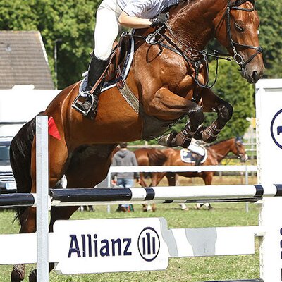 Stute von Quality | Züchterin: Svenja Beckendorf, Worpswede