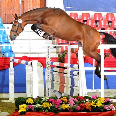 Hengst von Quality aus der Frühlingsrolle von Frühlingsball - Damokles | Züchterin: Svenja Beckendorf, Worpswede