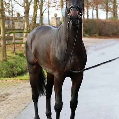 Rock of Gibraltar by Rock Forever out of Fürstin Ramadour by Fürst Heinrich - Rivellino xx | Breeder: Jörg-Michael Lenhard, Vreden (Germany) Rock of Gibraltar by Rock Forever out of Fürstin Ramadour by Fürst Heinrich - Rivellino xx | Breeder: Jörg-Michael Lenhard, Vreden (Germany)