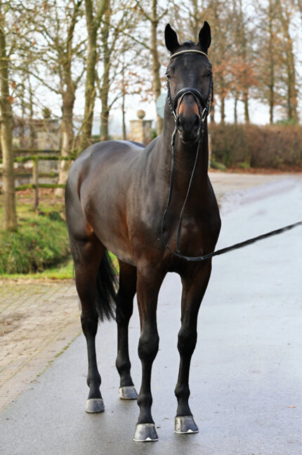 Rock of Gibraltar by Rock Forever out of Fürstin Ramadour by Fürst Heinrich - Rivellino xx | Breeder: Jörg-Michael Lenhard, Vreden (Germany) Rock of Gibraltar by Rock Forever out of Fürstin Ramadour by Fürst Heinrich - Rivellino xx | Breeder: Jörg-Michael Lenhard, Vreden (Germany)