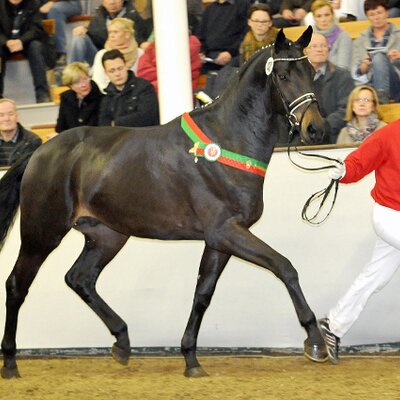 Rock of Gibraltar by Rock Forever out of Fürstin Ramadour by Fürst Heinrich - Rivellino xx | Breeder: Jörg-Michael Lenhard, Vreden (Germany) Rock of Gibraltar by Rock Forever out of Fürstin Ramadour by Fürst Heinrich - Rivellino xx | Breeder: Jörg-Michael Lenhard, Vreden (Germany)