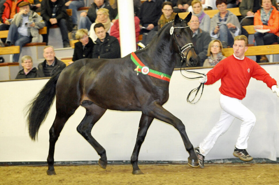 Rock of Gibraltar by Rock Forever out of Fürstin Ramadour by Fürst Heinrich - Rivellino xx | Breeder: Jörg-Michael Lenhard, Vreden (Germany) Rock of Gibraltar by Rock Forever out of Fürstin Ramadour by Fürst Heinrich - Rivellino xx | Breeder: Jörg-Michael Lenhard, Vreden (Germany)