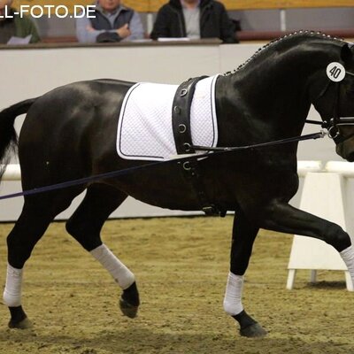 Rock of Gibraltar by Rock Forever out of Fürstin Ramadour by Fürst Heinrich - Rivellino xx | Breeder: Jörg-Michael Lenhard, Vreden (Germany) Rock of Gibraltar by Rock Forever out of Fürstin Ramadour by Fürst Heinrich - Rivellino xx | Breeder: Jörg-Michael Lenhard, Vreden (Germany)