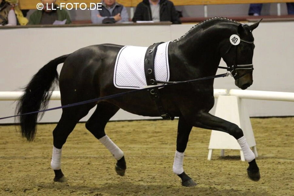 Rock of Gibraltar by Rock Forever out of Fürstin Ramadour by Fürst Heinrich - Rivellino xx | Breeder: Jörg-Michael Lenhard, Vreden (Germany) Rock of Gibraltar by Rock Forever out of Fürstin Ramadour by Fürst Heinrich - Rivellino xx | Breeder: Jörg-Michael Lenhard, Vreden (Germany)