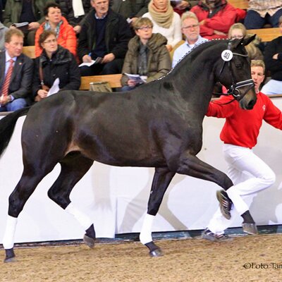 Rock of Gibraltar by Rock Forever out of Fürstin Ramadour by Fürst Heinrich - Rivellino xx | Breeder: Jörg-Michael Lenhard, Vreden (Germany) Rock of Gibraltar by Rock Forever out of Fürstin Ramadour by Fürst Heinrich - Rivellino xx | Breeder: Jörg-Michael Lenhard, Vreden (Germany)