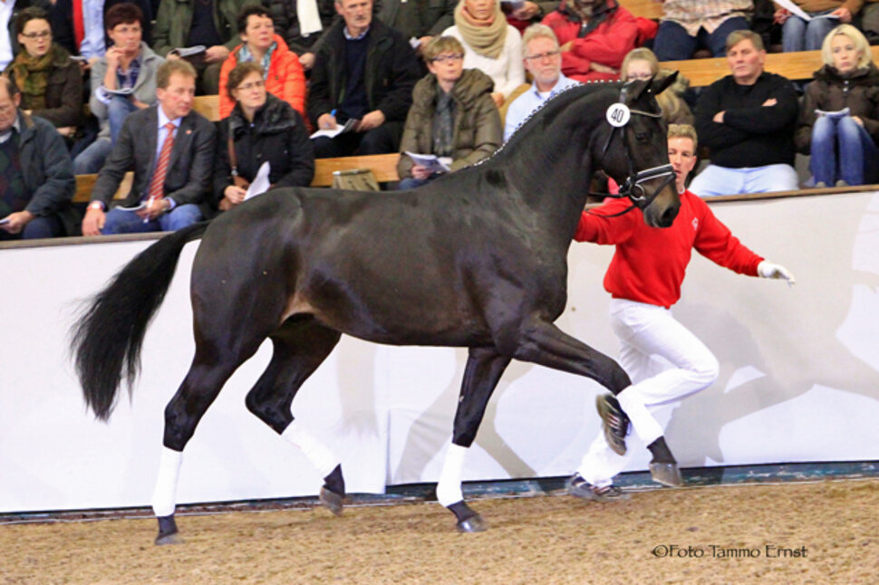 Rock of Gibraltar by Rock Forever out of Fürstin Ramadour by Fürst Heinrich - Rivellino xx | Breeder: Jörg-Michael Lenhard, Vreden (Germany) Rock of Gibraltar by Rock Forever out of Fürstin Ramadour by Fürst Heinrich - Rivellino xx | Breeder: Jörg-Michael Lenhard, Vreden (Germany)