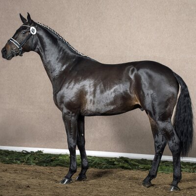 Rock of Gibraltar by Rock Forever out of Fürstin Ramadour by Fürst Heinrich - Rivellino xx | Breeder: Jörg-Michael Lenhard, Vreden (Germany) Rock of Gibraltar by Rock Forever out of Fürstin Ramadour by Fürst Heinrich - Rivellino xx | Breeder: Jörg-Michael Lenhard, Vreden (Germany)