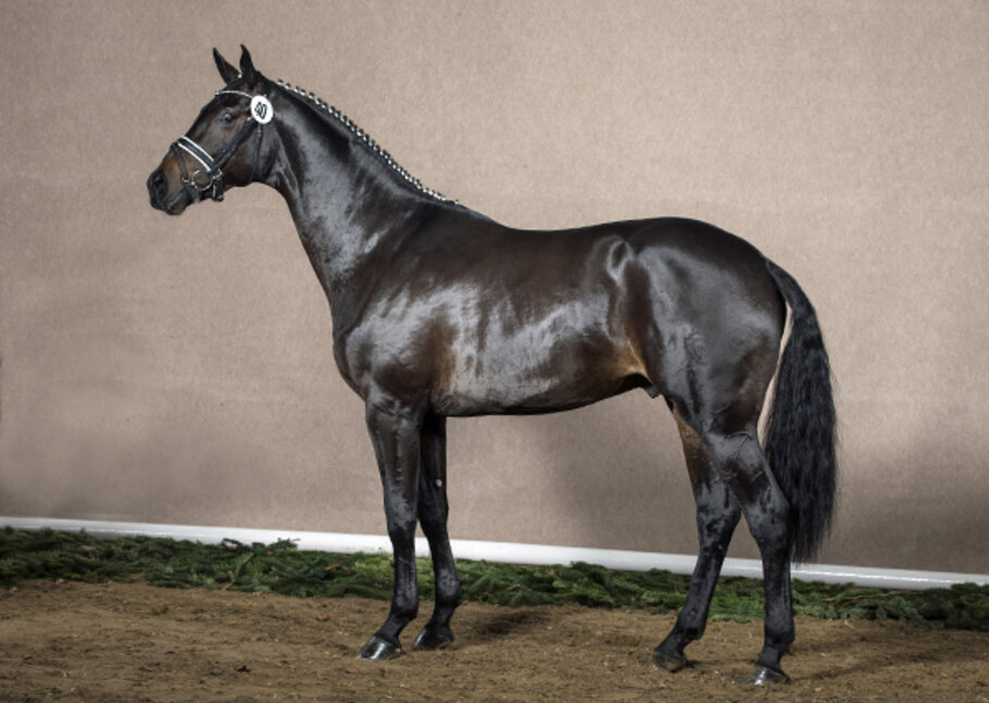 Rock of Gibraltar by Rock Forever out of Fürstin Ramadour by Fürst Heinrich - Rivellino xx | Breeder: Jörg-Michael Lenhard, Vreden (Germany) Rock of Gibraltar by Rock Forever out of Fürstin Ramadour by Fürst Heinrich - Rivellino xx | Breeder: Jörg-Michael Lenhard, Vreden (Germany)