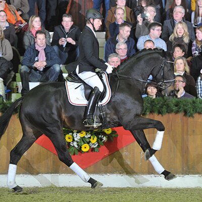 Rock of Gibraltar by Rock Forever out of Fürstin Ramadour by Fürst Heinrich - Rivellino xx | Breeder: Jörg-Michael Lenhard, Vreden (Germany) Rock of Gibraltar by Rock Forever out of Fürstin Ramadour by Fürst Heinrich - Rivellino xx | Breeder: Jörg-Michael Lenhard, Vreden (Germany)
