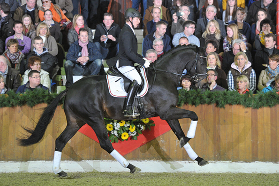 Rock of Gibraltar by Rock Forever out of Fürstin Ramadour by Fürst Heinrich - Rivellino xx | Breeder: Jörg-Michael Lenhard, Vreden (Germany) Rock of Gibraltar by Rock Forever out of Fürstin Ramadour by Fürst Heinrich - Rivellino xx | Breeder: Jörg-Michael Lenhard, Vreden (Germany)