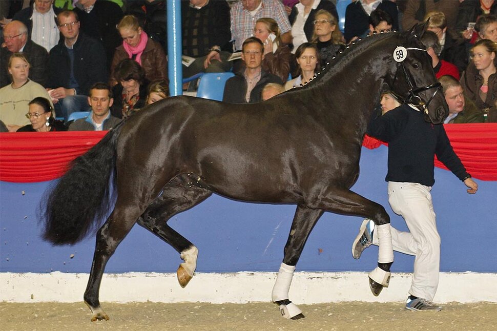 San Riant by San Amour out of Riverbank Expensive by Riant - Come Back II | Breeder: Marjo Vainikka, Finland