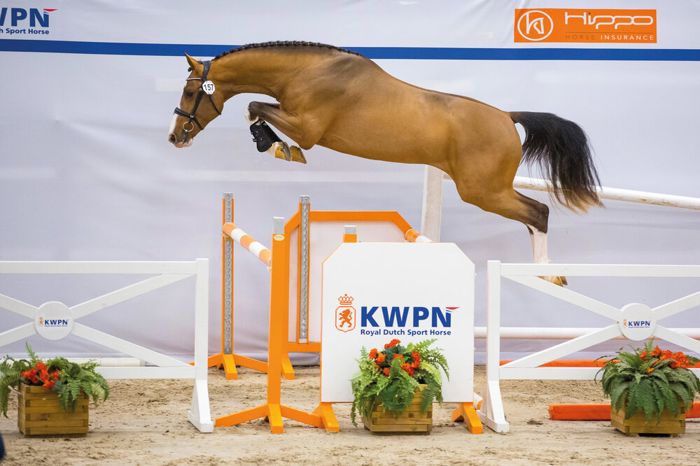 Stakkato Cornet von Stakkato Gold aus der Lamose MB von Cornet Obolensky x Arezzo VDL | Züchter: Highfield Genetics, Niederlande