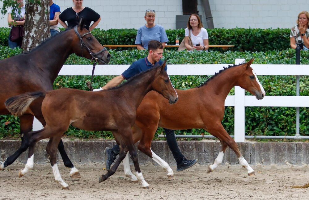 Zwillingsfohlen von Stakkato Cornet aus der Calina Blue von Carthago Blue - Caspar | Züchter: Ellen Johanna Slegers