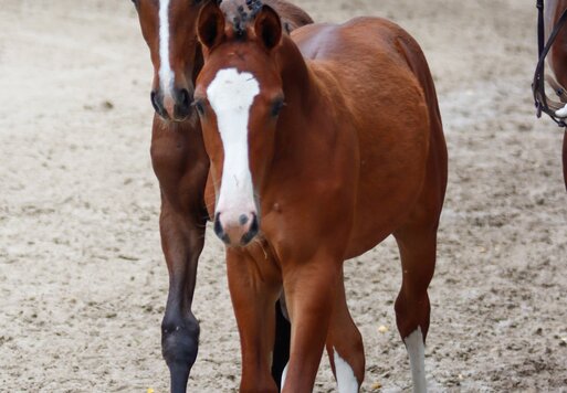 Zwillingsfohlen von Stakkato Cornet aus der Calina Blue von Carthago Blue - Caspar | Züchter: Ellen Johanna Slegers