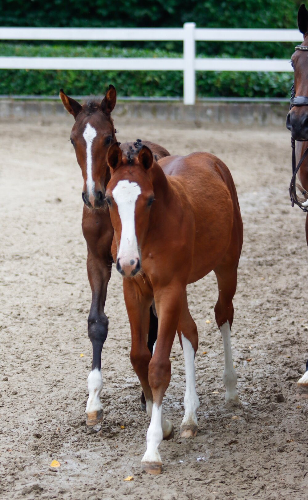 Zwillingsfohlen von Stakkato Cornet aus der Calina Blue von Carthago Blue - Caspar | Züchter: Ellen Johanna Slegers