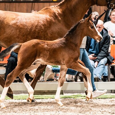 Hengstfohlen von Stakkato Cornet aus der Lady Lordana OLD von Lordanos - Landor S | Züchter: Hendrik Sosath, Lemwerder