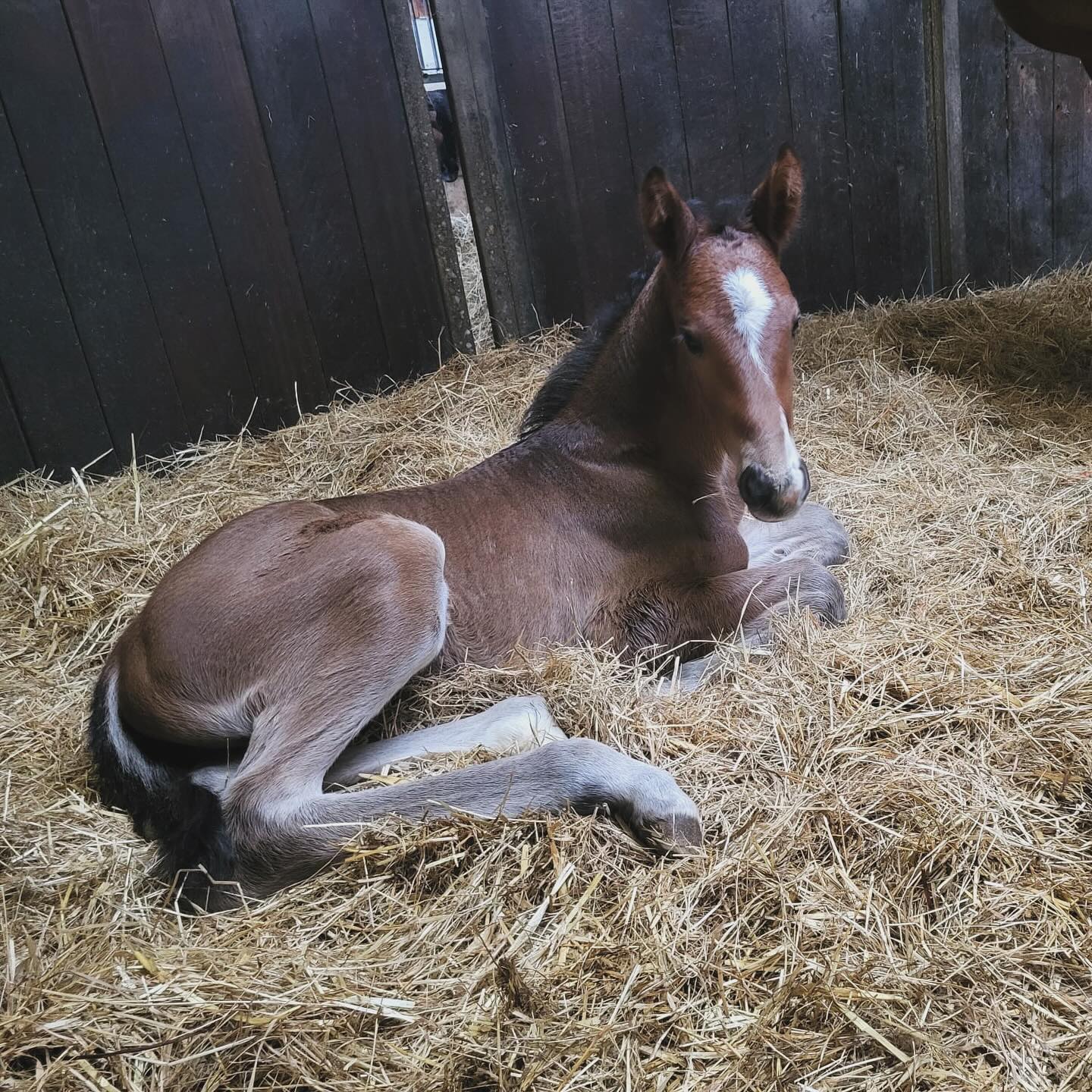 Das erste Fohlen von Stakkato ist da Willkommen auf der