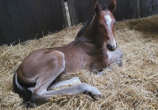 Filly by Stakkato Cornet out of Ludmilla by Ludwig von Bayern - Silvio I | Breeder: Hauke Plate, Beverstedt