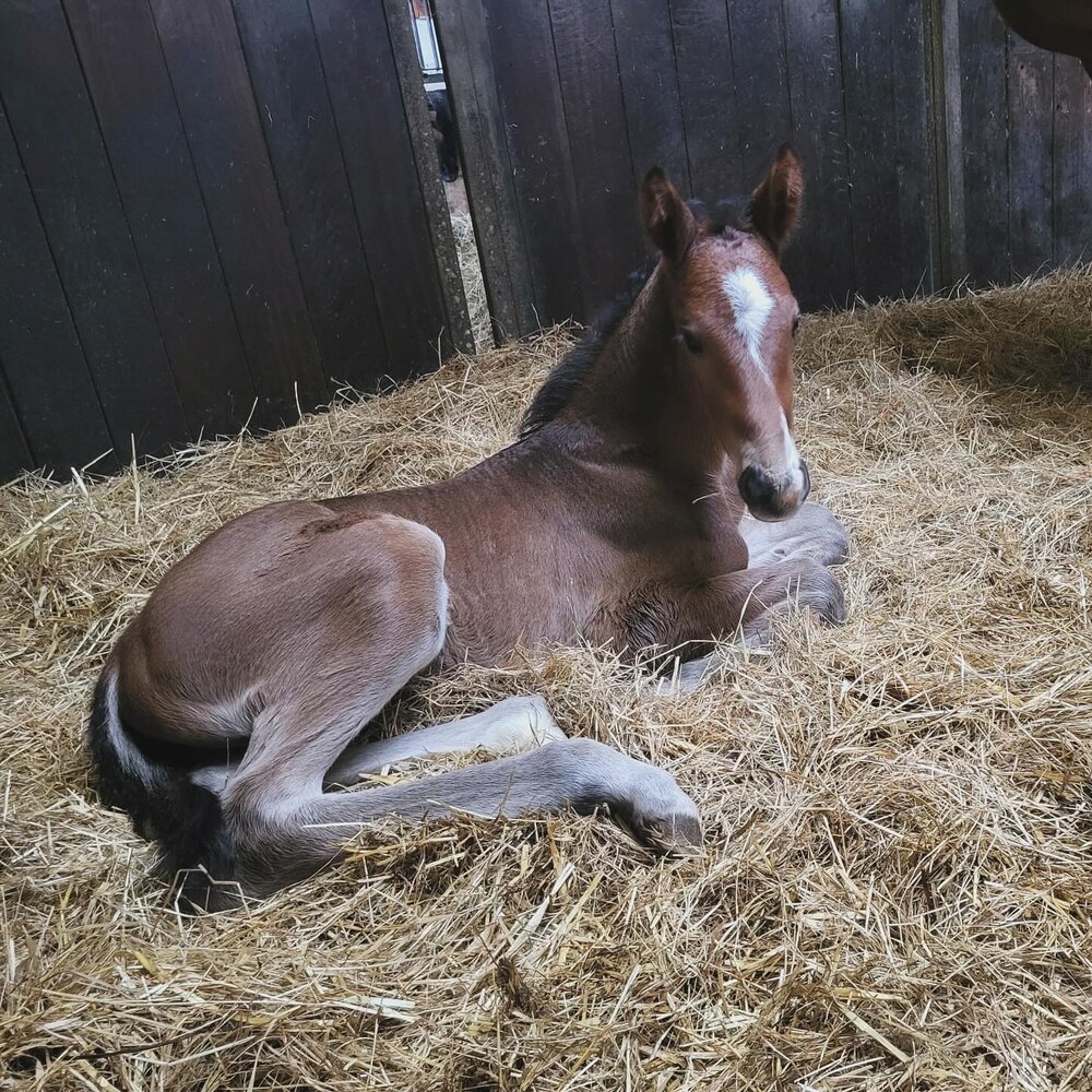 Stutfohlen von Stakkato Cornet aus der Ludmilla von Ludwig von Bayern - Silvio I | Züchter: Hauke Plate, Beverstedt