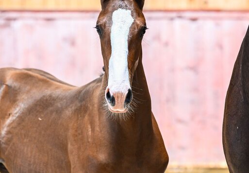 Hengstfohlen v. Stakkato Cornet - Quality | Züchter: Stefan Böck, Sulzberg