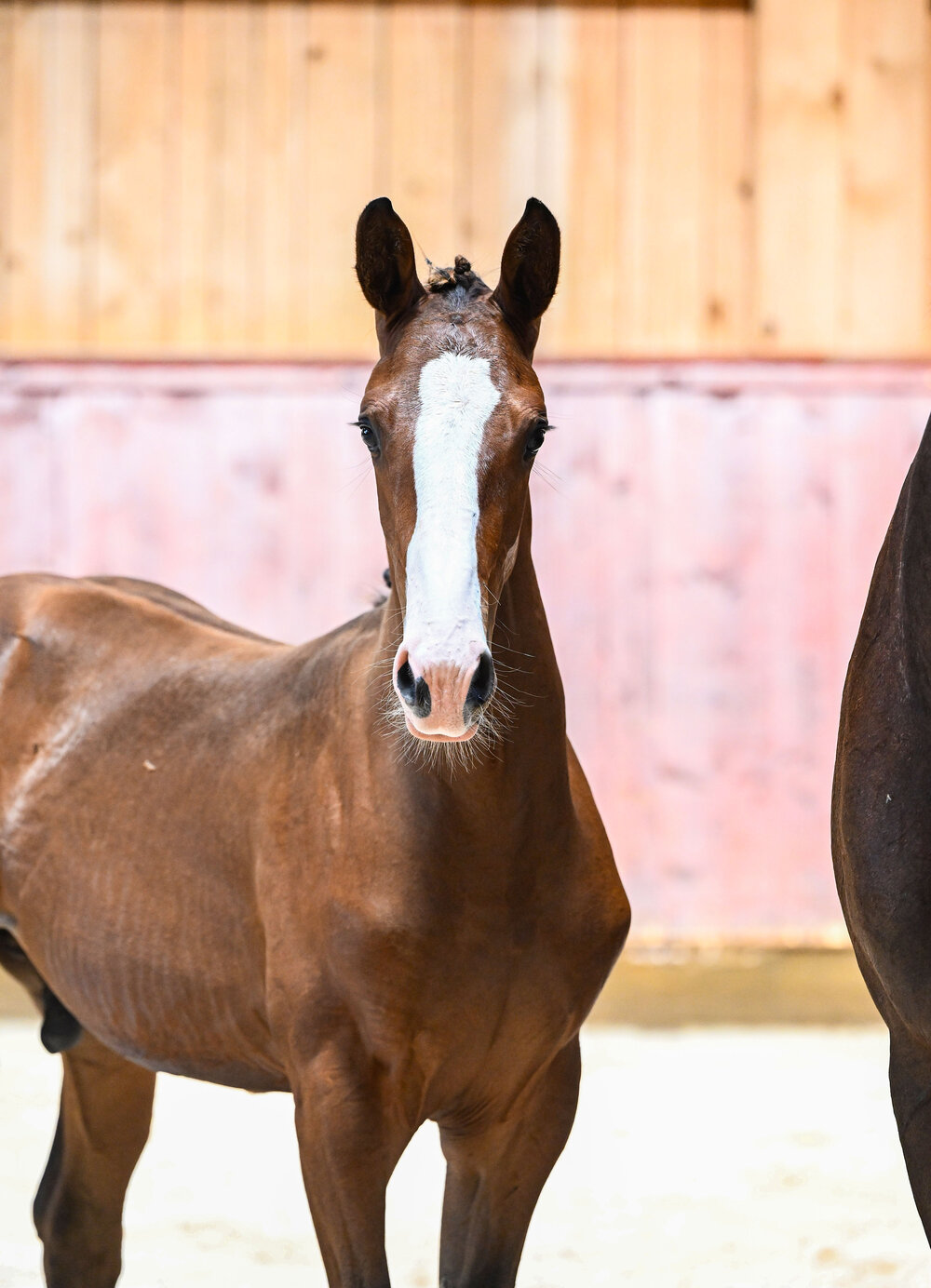 Hengstfohlen v. Stakkato Cornet - Quality | Züchter: Stefan Böck, Sulzberg